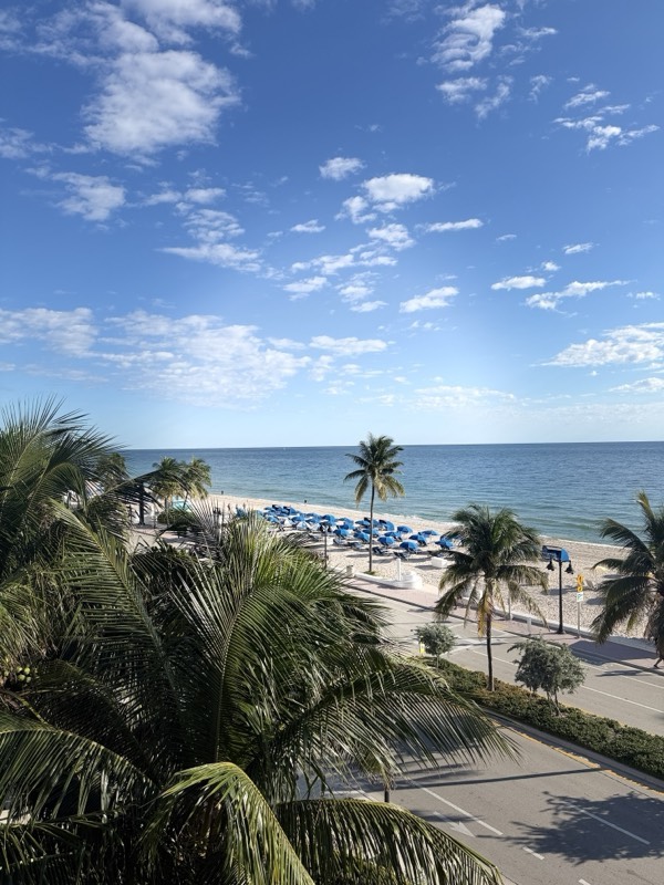Palms and a row of beach loungers seen from a balcony