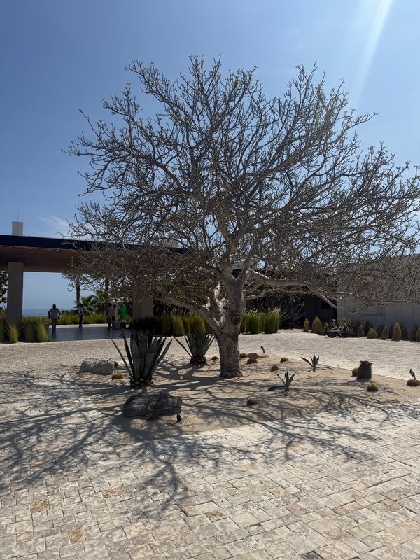 A bare tree throwing its shadow across the stone courtyard.