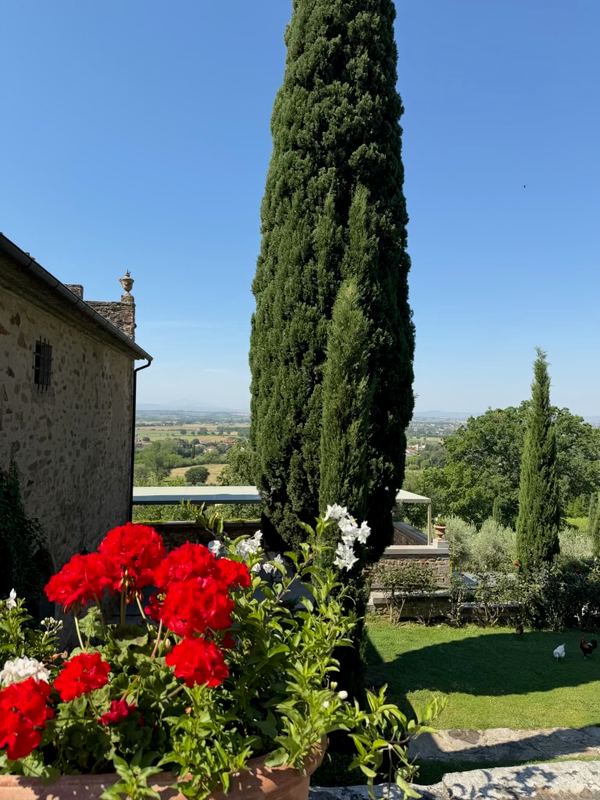 A cypress and geraniums against the stone farmhouse