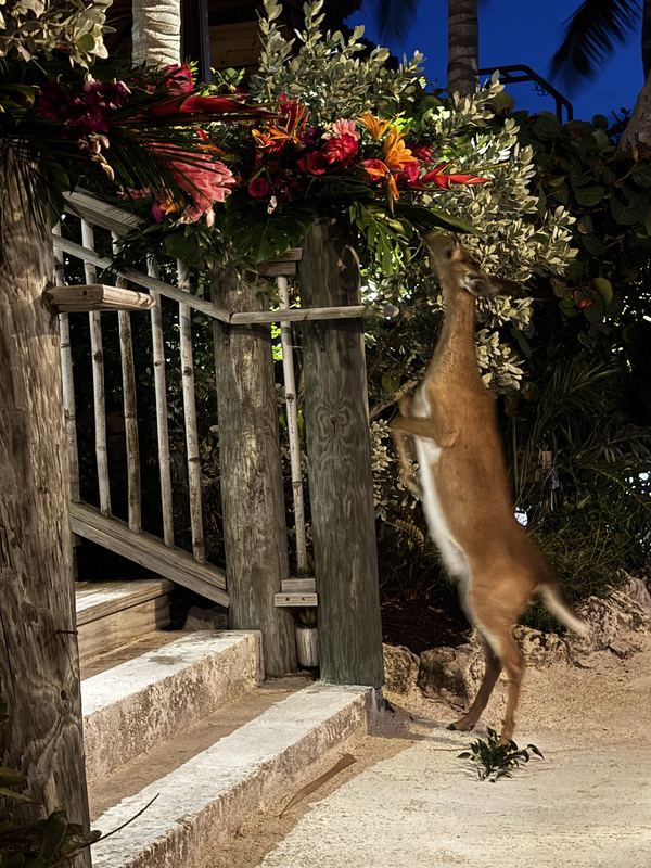 A Key deer on hind legs at night, reaching into the flower garland on a lamplit wooden stair rail