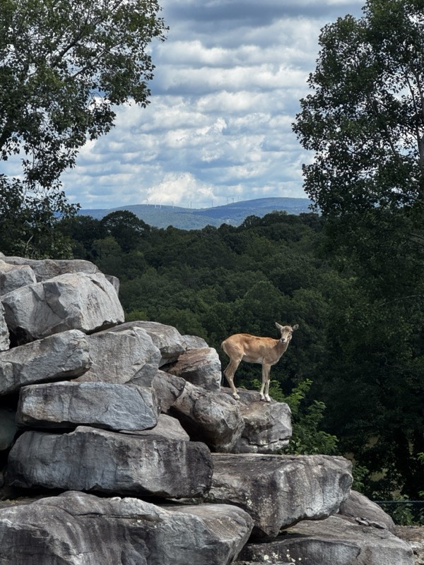 A deer standing on stacked boulders above a wooded valley in the Laurel Highlands
