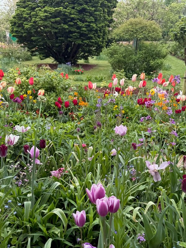 Tulips and wallflowers in Monet's garden at Giverny
