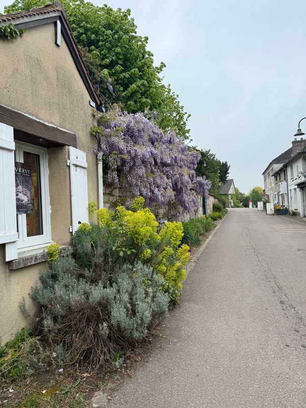 Wisteria over a stone wall on the main street of Giverny