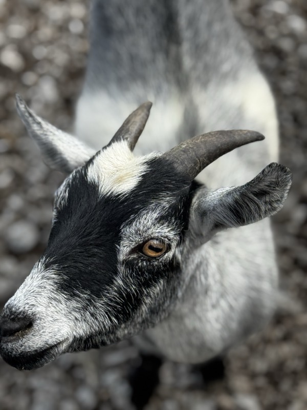 A grey-and-white goat looking into the lens over a gravel bank