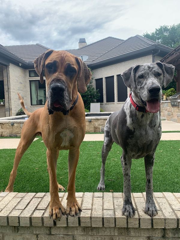 Holden, a fawn Great Dane, and Maisel, a blue merle Great Dane, standing on the garden wall
