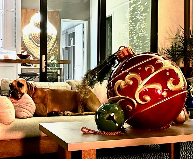 Holden, a fawn Great Dane, on the sofa beside a giant Christmas bauble