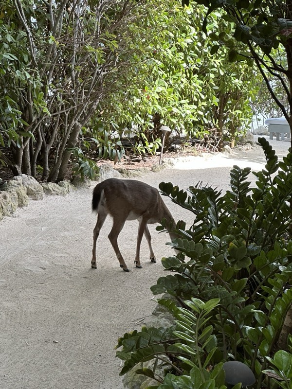 Key deer grazing along a white sand path through sea grape