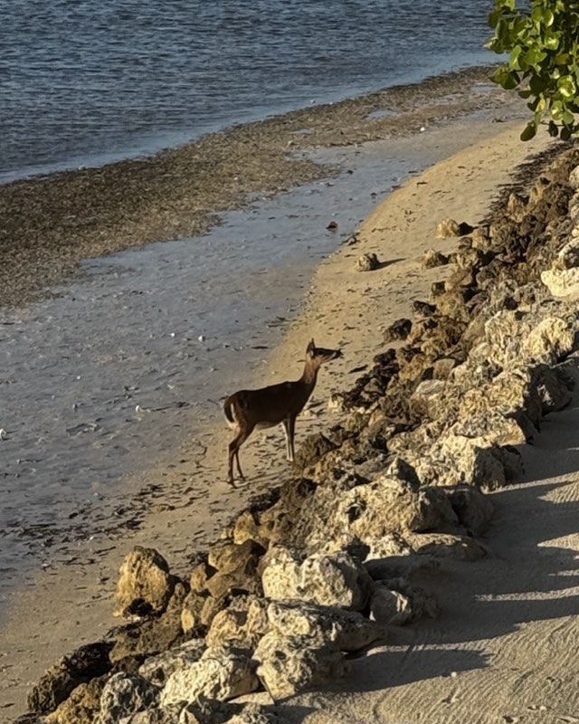 Key deer standing on a rocky shoreline in late-afternoon light