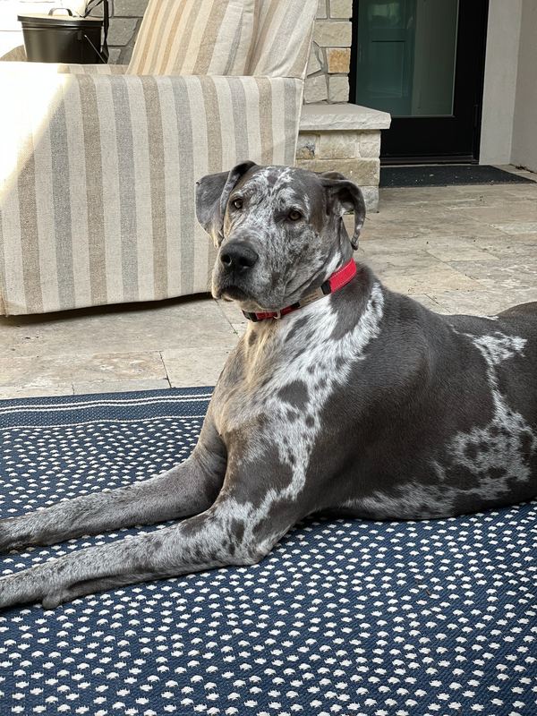 Maisel, a blue merle Great Dane, lying on the porch rug