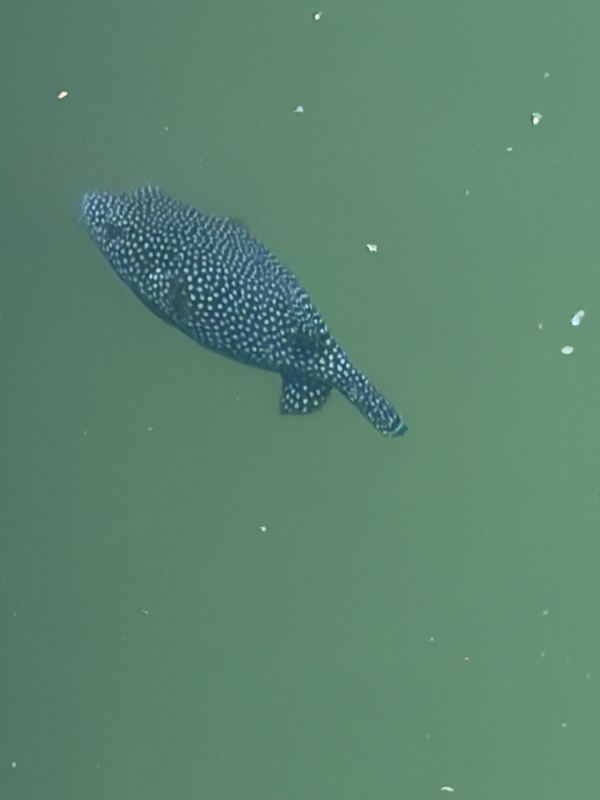 A guineafowl puffer, Arothron meleagris, in the marina water
