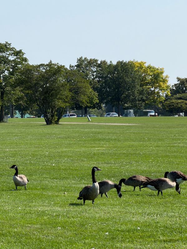 Canada geese on the lakefront lawn