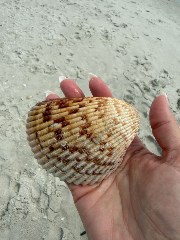 A cockle shell from the beach