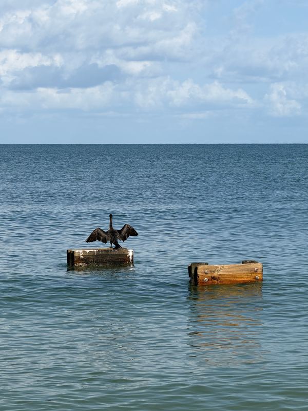 A cormorant drying its wings on a piling