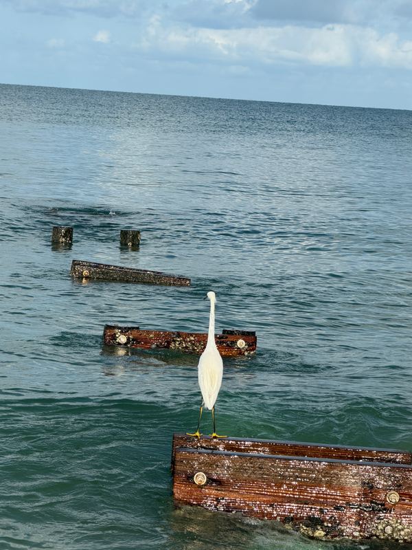 A snowy egret on an old piling offshore