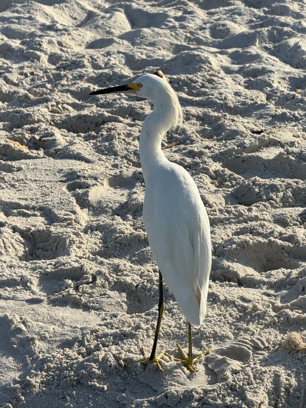 A snowy egret on the sand