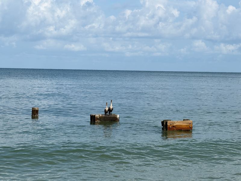Two pelicans on a piling block, the Gulf flat to the horizon