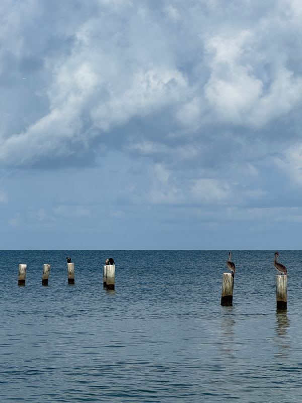 Pelicans and cormorants on the old pier pilings under a big sky