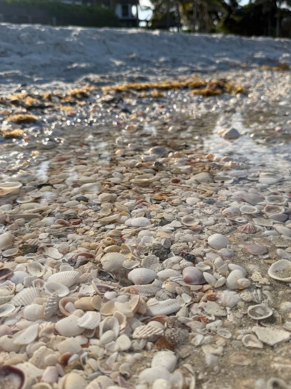 Shells packed along the tide line