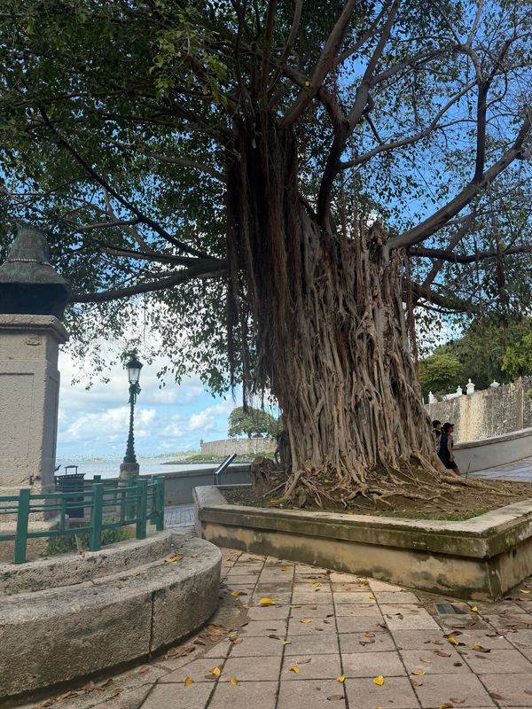 An old banyan spreading over the city wall walk