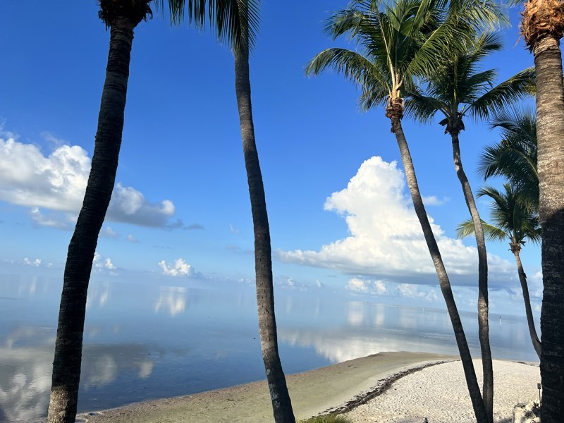 Palm trunks framing a glassy gulf and white-sand point