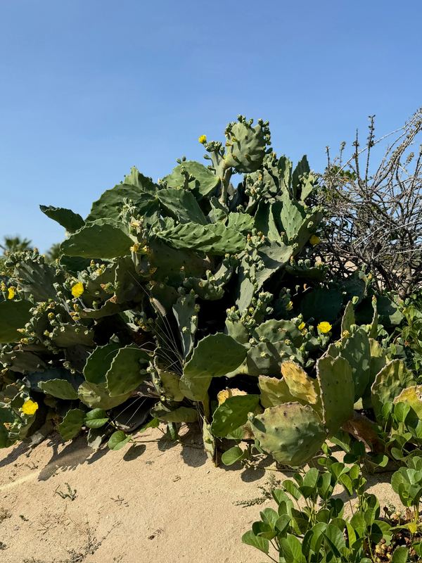 Prickly pear in flower on the dunes.