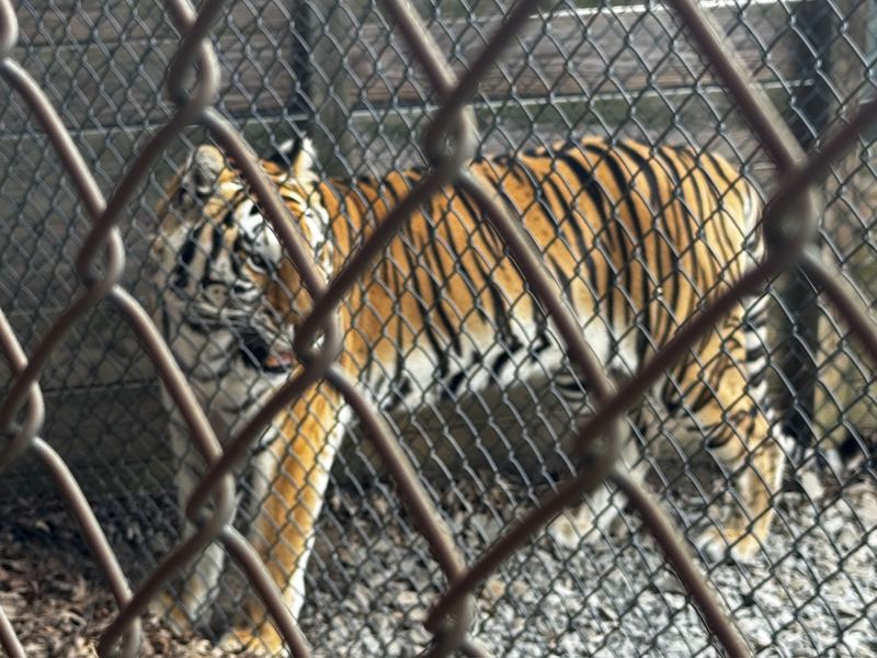 A tiger walking behind a chain-link fence at the Wildlife Habitat
