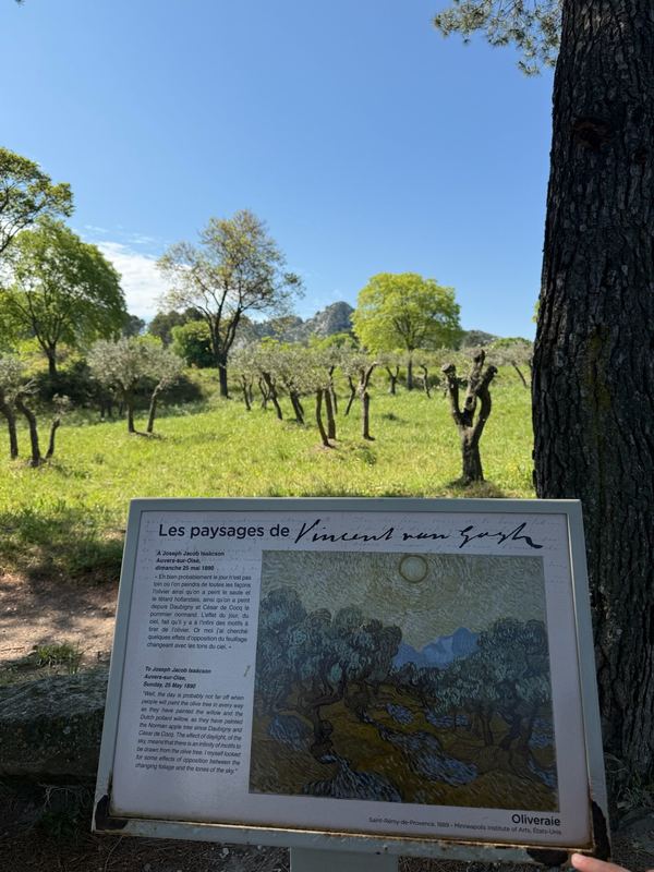 The olive grove at Saint-Rémy-de-Provence that Van Gogh painted in 1889, with the panel that shows the painting